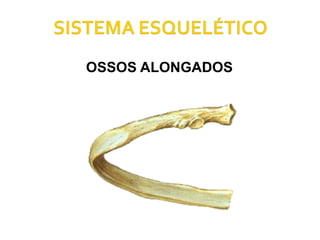 OSSOS ALONGADOS 