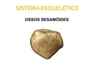 OSSOS SESAMÓIDES 
