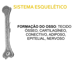 FORMAÇÃO DO OSSO : TECIDO ÓSSEO, CARTILAGÍNEO, CONECTIVO, ADIPOSO, EPITELIAL, NERVOSO 