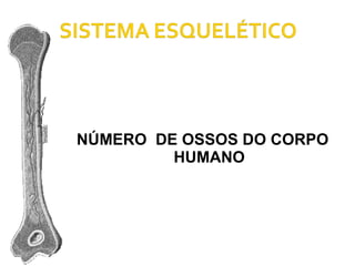 NÚMERO  DE OSSOS DO CORPO HUMANO 