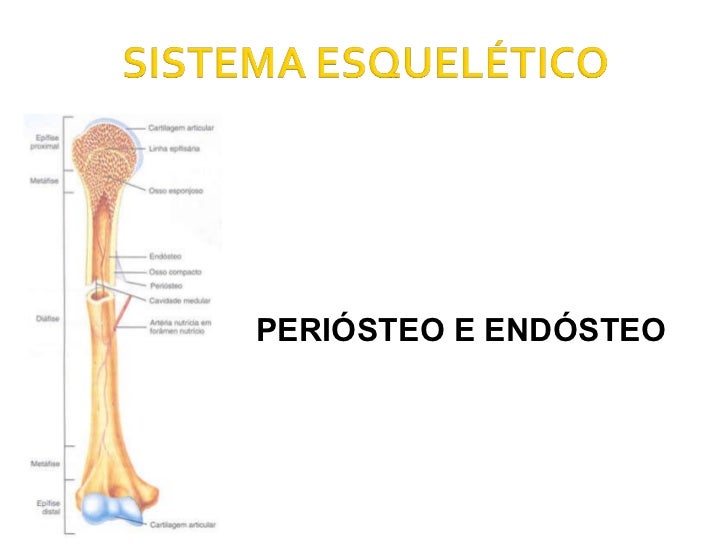Introducao ao estudo de anatomia_humana