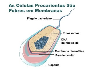 As Células Procariontes São
Pobres em Membranas
       Flagelo bacteriano




                                      Ribossomos

                                      DNA
                                      do nucleóide


                                 Membrana plasmática
                                 Parede celular


                         Cápsula
                 www.bioaula.com.br
 