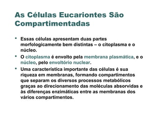As Células Eucariontes São
Compartimentadas

•   Essas células apresentam duas partes
    morfologicamente bem distintas – o citoplasma e o
    núcleo.
•   O citoplasma é envolto pela membrana plasmática, e o
    núcleo, pelo envoltório nuclear.
•   Uma característica importante das células é sua
    riqueza em membranas, formando compartimentos
    que separam os diversos processos metabólicos
    graças ao direcionamento das moléculas absorvidas e
    às diferenças enzimáticas entre as membranas dos
    vários compartimentos.
 
