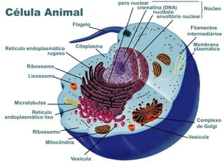 poro nuclear

Célula Animal
                                                     cromatina (DNA)           Núcleo
                                                           nucléolo
                                                            envoltório nuclear
                          Flagelo
                                                                          Filamentos
                                                                        intermediários

                             Citoplasma                                   Membrana
Retículo endoplasmático                                                   plasmática
                 rugoso

        Ribossomo
         Lisossomo




   Microtúbulos
         Retículo
endoplasmático liso
                                                                           Complexo
                                                                           de Golgi
          Ribossomo
                                                                        Vesícula
               Mitocôndria


                          Vesícula   www.bioaula.com.br
 