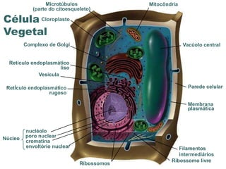 Microtúbulos                             Mitocôndria
            (parte do citoesqueleto)

Célula Cloroplasto
Vegetal
         Complexo de Golgi                                               Vacúolo central


  Retículo endoplasmático
                       liso
              Vesícula

 RetÍculo endoplasmático                                                   Parede celular
                  rugoso

                                                                           Membrana
                                                                           plasmática



         nucléolo
Núcleo   poro nuclear
         cromatina
         envoltório nuclear                                           Filamentos
                                                                      intermediários
                                      www.bioaula.com.br           Ribossomo livre
                               Ribossomos
 