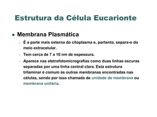 Estrutura da Célula Eucarionte

   Membrana Plasmática
    –   É a parte mais externa do citoplasma e, portanto, separa-o do
        meio extracelular.
    –   Tem cerca de 7 a 10 nm de espessura.
    –   Aparece nas eletrofotomicrografias como duas linhas escuras
        separadas por uma linha central clara. Esta estrutura
        trilaminar é comum às outras membranas encontradas nas
        células, sendo por isso chamada de unidade de membrana ou
        membrana unitária.
 