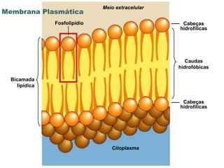 Meio extracelular
Membrana Plasmática
               Fosfolipídio                         Cabeças
                                                   hidrofílicas




                                                      Caudas
                                                   hidrofóbicas

  Bicamada
    lipídica


                                                    Cabeças
                                                   hidrofílicas




                                    Citoplasma

                              www.bioaula.com.br
 