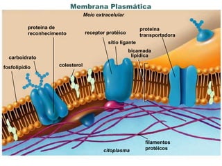 Membrana Plasmática
                                  Meio extracelular

          proteína de                                        proteína
          reconhecimento          receptor protéico          transportadora
                                            sítio ligante
                                                      bicamada
  carboidrato                                          lipídica

fosfolipídio         colesterol




                                                               filamentos
                                          citoplasma           protéicos
                                        www.bioaula.com.br
 