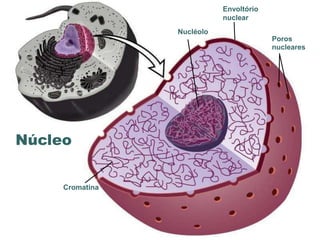 Envoltório
                                        nuclear
                             Nucléolo
                                                     Poros
                                                     nucleares




Núcleo


     Cromatina




                 www.bioaula.com.br
 