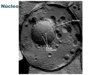 Núcleo

                              Núcleo




           Poros
           nucleares




         www.bioaula.com.br
 