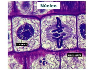 Núcleo




cromatina



                                 cromossomo




            www.bioaula.com.br
 