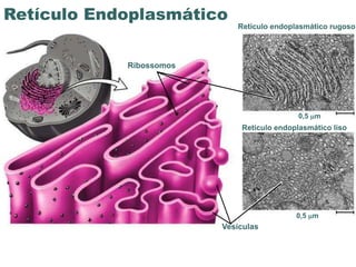 Retículo Endoplasmático
                                          Retículo endoplasmático rugoso




            Ribossomos




                                                          0,5 m
                                           Retículo endoplasmático liso




                                                         0,5 m
                                       Vesículas


                  www.bioaula.com.br
 