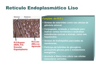 Retículo Endoplasmático Liso

                               Funções do R.E.L
                                Síntese de esteróides como nas células da
                                 glândula adrenal;
                                Conjugação, oxidação e metilação para
                                 inativar certos hormônios e neutralizar
                                 substâncias nocivas e tóxicas, como nos
                                 hepatócitos;

                   R.E.Liso     Síntese de fosfolipídios para todas as
   R.E.Rugoso                    membranas;
   (RER), R.E.     (REL) ou
                   Agranular
   Granular,                    Participa da hidrólise do glicogênio,
   Ergastoplasma                 produzindo glicose para o metabolismo
                                 energético;
                                Acumula e libera íons cálcio nas células
                                 musculares estriadas.
 