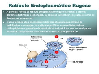 Retículo Endoplasmático Rugoso
   A principal função do retículo endoplasmático rugoso é produzir e secretar
    proteínas destinadas à exportação, ou para uso intracelular em organelas como os
    lisossomos, por exemplo.
   Outras funções são a glicosilação inicial das glicoproteínas, síntese de
    fosfolipídios, a montagem de moléculas protéicas com múltiplas cadeias
    polipeptídicas e a proteólise da seqüência de aminoácidos, que é o sinal para a
    introdução das proteínas nas cisternas do retículo endoplasmático.

                               Brotamento de                     4
                               vesícula de
                               transporte

               Ribossomo
                                                                        Vesícula transportadora
                                                                        de (glico-) proteína
                                               Cadeia            3
                                               de
                                               açúcar

                                                        Glicoproteína
                               1                  2                         R.E. RUGOSO

                           Polipeptídeo
 