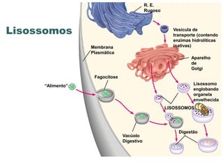 R. E.
                                            Rugoso



Lisossomos                                             Vesícula de
                                                       transporte (contendo
                                                       enzimas hidrolíticas
                  Membrana                             inativas)
                  Plasmática
                                                               Aparelho
                                                               de
                                                               Golgi
                   Fagocitose
     “Alimento”                                                 Lisossomo
                                                                englobando
                                                                organela
                                                                envelhecida
                                                     LISOSSOMOS




                                                         Digestão
                                Vacúolo
                                Digestivo
 
