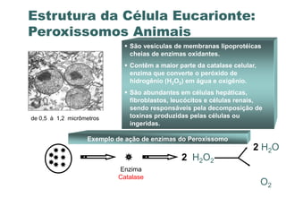 Estrutura da Célula Eucarionte:
Peroxissomos Animais
                              São vesículas de membranas lipoprotéicas
                               cheias de enzimas oxidantes.
                              Contêm a maior parte da catalase celular,
                               enzima que converte o peróxido de
                               hidrogênio (H2O2) em água e oxigênio.
                              São abundantes em células hepáticas,
                               fibroblastos, leucócitos e células renais,
                               sendo responsáveis pela decomposição de
de 0,5 à 1,2 micrômetros       toxinas produzidas pelas células ou
                               ingeridas.

                   Exemplo de ação de enzimas do Peroxissomo
                                                                      2 H2O
                                               2 H2O2
                            Enzima
                            Catalase
                                                                           O2
 