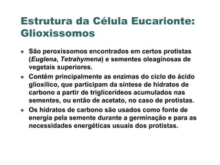 Estrutura da Célula Eucarionte:
Glioxissomos
   São peroxissomos encontrados em certos protistas
    (Euglena, Tetrahymena) e sementes oleaginosas de
    vegetais superiores.
   Contêm principalmente as enzimas do ciclo do ácido
    glioxílico, que participam da síntese de hidratos de
    carbono a partir de triglicerídeos acumulados nas
    sementes, ou então de acetato, no caso de protistas.
   Os hidratos de carbono são usados como fonte de
    energia pela semente durante a germinação e para as
    necessidades energéticas usuais dos protistas.
 