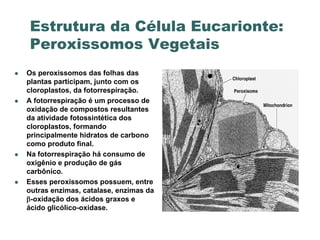 Estrutura da Célula Eucarionte:
    Peroxissomos Vegetais
   Os peroxissomos das folhas das
    plantas participam, junto com os
    cloroplastos, da fotorrespiração.
   A fotorrespiração é um processo de
    oxidação de compostos resultantes
    da atividade fotossintética dos
    cloroplastos, formando
    principalmente hidratos de carbono
    como produto final.
   Na fotorrespiração há consumo de
    oxigênio e produção de gás
    carbônico.
   Esses peroxissomos possuem, entre
    outras enzimas, catalase, enzimas da
    -oxidação dos ácidos graxos e
    ácido glicólico-oxidase.
 