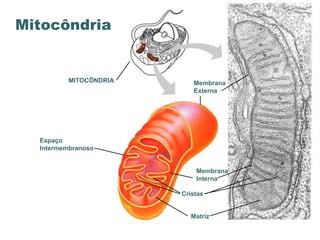 Mitocôndria


          MITOCÔNDRIA      Membrana
                           Externa




  Espaço
  Intermembranoso


                            Membrana
                            Interna

                        Cristas


                           Matriz
 