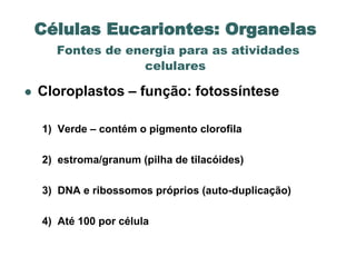 Células Eucariontes: Organelas
      Fontes de energia para as atividades
                  celulares

   Cloroplastos – função: fotossíntese

    1) Verde – contém o pigmento clorofila

    2) estroma/granum (pilha de tilacóides)

    3) DNA e ribossomos próprios (auto-duplicação)

    4) Até 100 por célula
 
