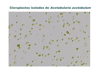 Cloroplastos isolados de Acetabularia acetabulum
 