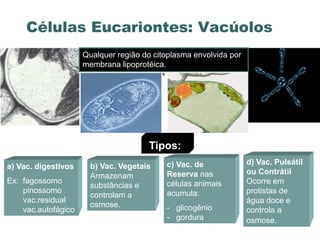 Células Eucariontes: Vacúolos
                     Qualquer região do citoplasma envolvida por
                     membrana lipoprotéica.




                                      Tipos:
                                           c) Vac. de              d) Vac. Pulsátil
a) Vac. digestivos     b) Vac. Vegetais
                                           Reserva nas             ou Contrátil
                       Armazenam
Ex: fagossomo                              células animais         Ocorre em
                       substâncias e
    pinossomo                              acumula:                protistas de
                       controlam a
    vac.residual                                                   água doce e
                       osmose.             - glicogênio
    vac.autofágico                                                 controla a
                                           - gordura               osmose.
 