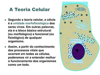 A Teoria Celular

   Segundo a teoria celular, a célula
    é a unidade morfofisiológica dos
    seres vivos. Em outras palavras,
    ela é o bloco básico estrutural
    (ou morfológico) e funcional (ou
    fisiológico) de qualquer
    organismo.
   Assim, a partir do conhecimento
    dos processos vitais que
    ocorrem em todas as células,
    poderemos vir a entender melhor
    o funcionamento dos organismos
    como um todo.
 