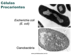 www.portaldasaulas.com.br Escherichia coli (E. coli) Cianobactéria Células  Procariontes 