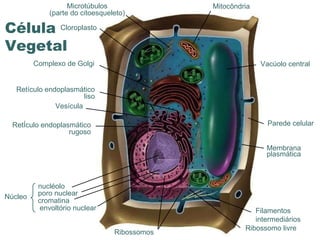 www.portaldasaulas.com.br Cloroplasto Vacúolo central RetÍculo endoplasmático rugoso Ribossomos Microtúbulos (parte do citoesqueleto) Parede celular Mitocôndria Complexo de Golgi Membrana  plasmática Filamentos intermediários Retículo endoplasmático liso Ribossomo livre Vesícula poro nuclear cromatina nucléolo envoltório nuclear  Núcleo Célula  Vegetal  