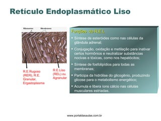 Retículo Endoplasmático Liso www.portaldasaulas.com.br R.E.Liso (REL) ou Agranular R.E.Rugoso (RER), R.E. Granular, Ergastoplasma Funções  do R.E.L Síntese de esteróides como nas células da glândula adrenal;  Conjugação, oxidação e metilação para inativar certos hormônios e neutralizar substâncias nocivas e tóxicas, como nos hepatócitos; Síntese de fosfolipídios para todas as membranas; Participa da hidrólise do glicogênio, produzindo glicose para o metabolismo energético;  Acumula e libera íons cálcio nas células musculares estriadas. 