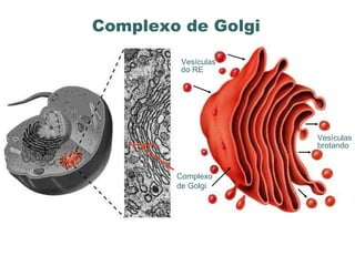www.portaldasaulas.com.br Complexo de Golgi  Vesículas do RE Vesículas brotando Complexo de Golgi  
