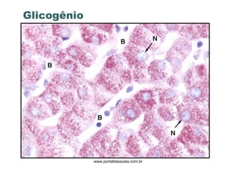 Glicogênio www.portaldasaulas.com.br 