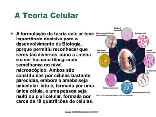 A formulação da teoria celular teve importância decisiva para o desenvolvimento da Biologia, porque permitiu reconhecer que seres tão diversos como a ameba e o ser humano têm grande semelhança no nível microscópico. Ambos são constituídos por células bastante parecidas, embora a ameba seja unicelular, isto é, formada por uma única célula, e uma pessoa seja multi ou pluricelular, formada por cerca de 10 quatrilhões de células . www.portaldasaulas.com.br A Teoria Celular 