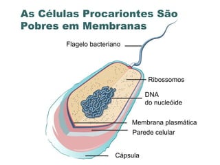 www.portaldasaulas.com.br As Células Procariontes São Pobres em Membranas Cápsula Parede celular Membrana plasmática DNA  do nucleóide Ribossomos Flagelo bacteriano 