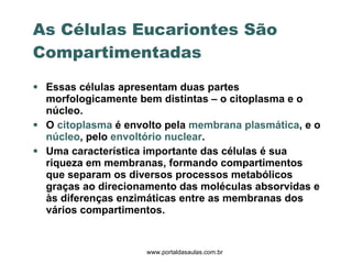 As Células Eucariontes São Compartimentadas Essas células apresentam duas partes morfologicamente bem distintas – o citoplasma e o núcleo. O  citoplasma  é envolto pela  membrana plasmática , e o  núcleo , pelo  envoltório nuclear . Uma característica importante das células é sua riqueza em membranas, formando compartimentos que separam os diversos processos metabólicos graças ao direcionamento das moléculas absorvidas e às diferenças enzimáticas entre as membranas dos vários compartimentos. www.portaldasaulas.com.br 