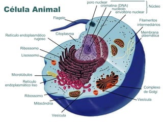 www.portaldasaulas.com.br Flagelo Citoplasma Retículo endoplasmático rugoso Ribossomo Microtúbulos Lisossomo Mitocôndria Complexo de Golgi  Membrana  plasmática Filamentos  intermediários Vesícula Retículo  endoplasmático liso Ribossomo Vesícula poro nuclear cromatina (DNA) nucléolo envoltório nuclear Núcleo Célula Animal  