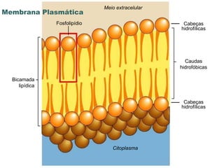 www.portaldasaulas.com.br Caudas hidrofóbicas Cabeças hidrofílicas Cabeças hidrofílicas Meio extracelular Citoplasma Fosfolipídio Bicamada lipídica Membrana Plasmática  