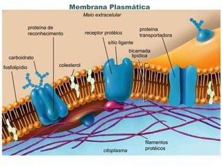 www.portaldasaulas.com.br Meio extracelular citoplasma filamentos protéicos proteína de reconhecimento receptor protéico proteína transportadora sítio ligante bicamada lipídica fosfolipídio colesterol carboidrato Membrana Plasmática  