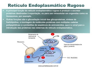 A principal função do retículo endoplasmático rugoso é produzir e secretar proteínas destinadas à exportação, ou para uso intracelular em organelas como os lisossomos, por exemplo.  Outras funções são a glicosilação inicial das glicoproteínas, síntese de fosfolipídios, a montagem de moléculas protéicas com múltiplas cadeias polipeptídicas e a proteólise da seqüência de aminoácidos, que é o sinal para a introdução das proteínas nas cisternas do retículo endoplasmático. www.portaldasaulas.com.br Retículo Endoplasmático Rugoso   1 2 3 4 Brotamento de vesícula de transporte Ribossomo Cadeia de açúcar Glicoproteína Vesícula transportadora de (glico-) proteína R.E. RUGOSO Polipeptídeo 