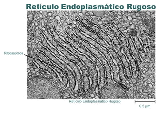 www.portaldasaulas.com.br 0.5   m  Ribossomos Retículo Endoplasmático Rugoso Retículo Endoplasmático Rugoso  