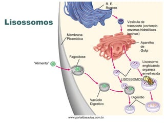 Lisossomos www.portaldasaulas.com.br R. E. Rugoso Vesícula de transporte (contendo enzimas hidrolíticas inativas) Aparelho de Golgi Membrana Plasmática LISOSSOMOS “ Alimento” Fagocitose  Vacúolo Digestivo Digestão Lisossomo englobando organela envelhecida 