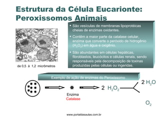 www.portaldasaulas.com.br São vesículas de membranas lipoprotéicas cheias de enzimas oxidantes.  Contêm a maior parte da catalase celular, enzima que converte o peróxido de hidrogênio (H 2 O 2 ) em água e oxigênio. São abundantes em células hepáticas, fibroblastos, leucócitos e células renais, sendo responsáveis pela decomposição de toxinas produzidas pelas células ou ingeridas. Enzima  Catalase 2  H 2 O 2 2   H 2 O O 2 Exemplo de ação de enzimas do Peroxissomo Estrutura da Célula Eucarionte: Peroxissomos Animais de 0,5  à  1,2  micrômetros 