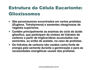 São peroxissomos encontrados em certos protistas ( Euglena ,  Tetrahymena ) e sementes oleaginosas de vegetais superiores. Contêm principalmente as enzimas do ciclo do ácido glioxílico, que participam da síntese de hidratos de carbono a partir de triglicerídeos acumulados nas sementes, ou então de acetato, no caso de protistas. Os hidratos de carbono são usados como fonte de energia pela semente durante a germinação e para as necessidades energéticas usuais dos protistas. Estrutura da Célula Eucarionte: Glioxissomos www.portaldasaulas.com.br 