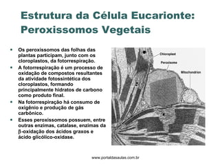 Estrutura da Célula Eucarionte: Peroxissomos Vegetais Os peroxissomos das folhas das plantas participam, junto com os cloroplastos, da fotorrespiração. A fotorrespiração é um processo de oxidação de compostos resultantes da atividade fotossintética dos cloroplastos, formando principalmente hidratos de carbono como produto final. Na fotorrespiração há consumo de oxigênio e produção de gás carbônico. Esses peroxissomos possuem, entre outras enzimas, catalase, enzimas da   -oxidação dos ácidos graxos e ácido glicólico-oxidase. www.portaldasaulas.com.br 