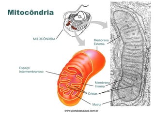 www.portaldasaulas.com.br Membrana Externa MITOCÔNDRIA Espaço  Intermembranoso Membrana Interna Cristas Matriz Mitocôndria 
