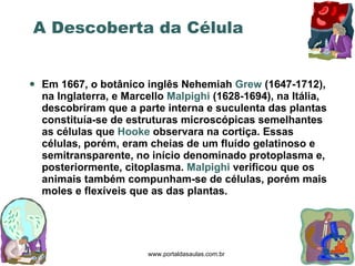 Em 1667, o botânico inglês Nehemiah  Grew  (1647-1712), na Inglaterra, e Marcello  Malpighi  (1628-1694), na Itália, descobriram que a parte interna e suculenta das plantas constituía-se de estruturas microscópicas semelhantes as células que  Hooke  observara na cortiça. Essas células, porém, eram cheias de um fluído gelatinoso e semitransparente, no início denominado protoplasma e, posteriormente, citoplasma.  Malpighi  verificou que os animais também compunham-se de células, porém mais moles e flexíveis que as das plantas. www.portaldasaulas.com.br A Descoberta da Célula 