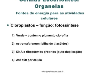Cloroplastos  – função: fotossíntese 1)  Verde  –  contém o pigmento clorofila  2)  estroma/granum (pilha de tilacóides)  3)  DNA e ribossomos próprios (auto-duplicação) 4)  Até 100 por célula  Células Eucariontes: Organelas   Fontes de energia para as atividades celulares www.portaldasaulas.com.br 
