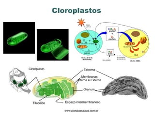 Cloroplastos www.portaldasaulas.com.br Cloroplasto Estroma Membranas Interna e Externa  Granum Espaço intermembranoso Tilacóide 