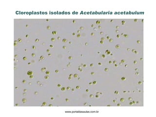 www.portaldasaulas.com.br Cloroplastos isolados de  Acetabularia acetabulum 
