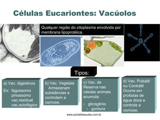 Células Eucariontes: Vacúolos www.portaldasaulas.com.br Qualquer região do citoplasma envolvida por membrana lipoprotéica. Tipos:   a) Vac. digestivos Ex:  fagossomo pinossomo vac.residual vac.autofágico b) Vac. Vegetais  Armazenam  substâncias e  controlam a osmose. c) Vac. de Reserva nas células animais acumula:  glicogênio  -  gordura  d) Vac. Pulsátil ou Contrátil  Ocorre em protistas de água doce e controla a osmose . 